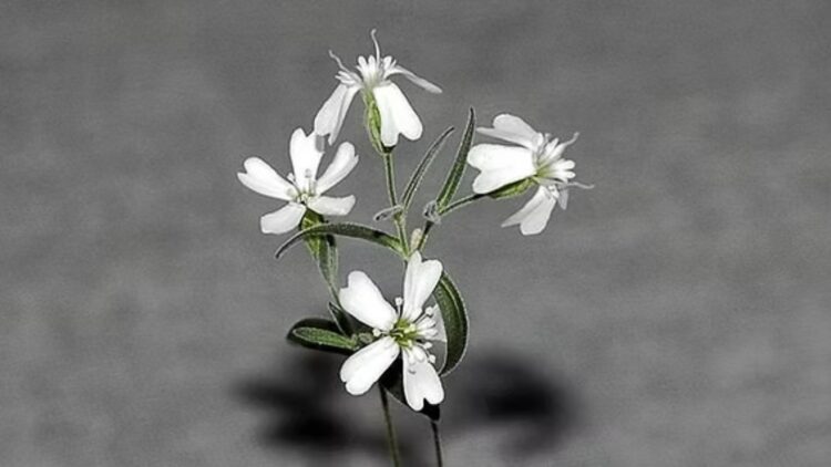 It's official—Scientists revive 32,000-year-old extinct plant in Russia with seeds frozen in Siberian permafrost