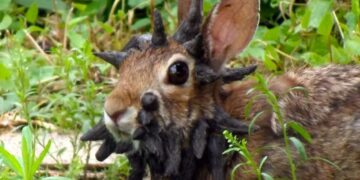 It's official—the appearance of rabbits with “horns” is alarming scientists and environmental authorities