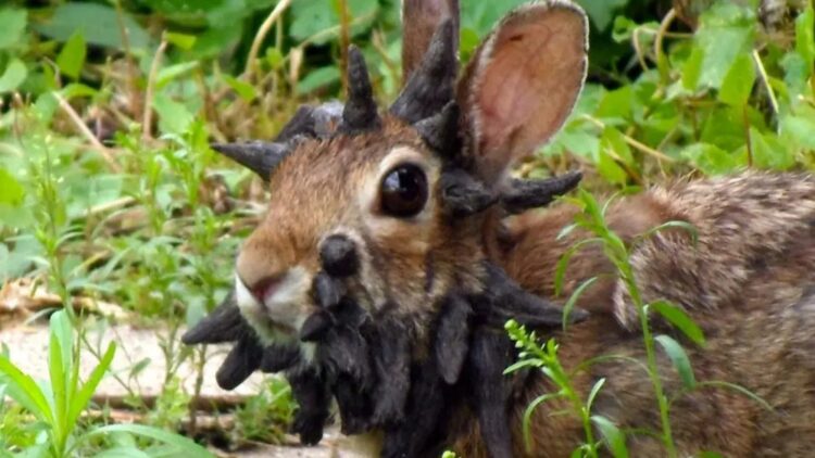 It's official—the appearance of rabbits with “horns” is alarming scientists and environmental authorities