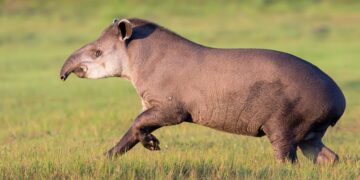 It's official - South America's largest land mammal returns to the Atlantic rainforest after more than a century