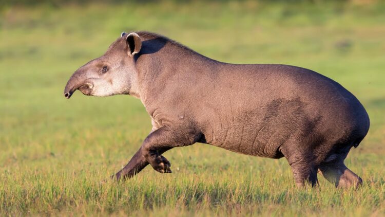It's official - South America's largest land mammal returns to the Atlantic rainforest after more than a century 1 It's official - South America's largest land mammal returns to the Atlantic rainforest after more than a century