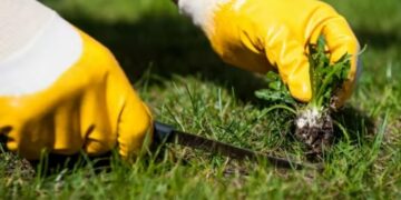 Confirmed by gardening experts—there are effective methods for killing grass in flower beds without affecting your favorite plants