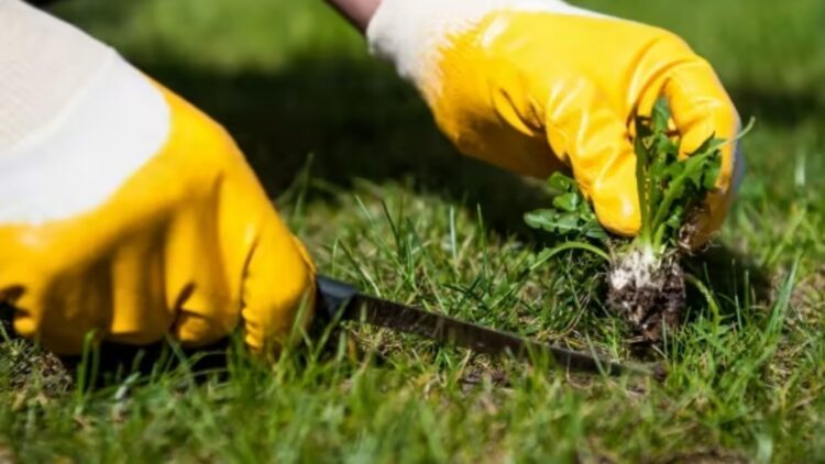 Confirmed by gardening experts—there are effective methods for killing grass in flower beds without affecting your favorite plants