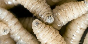 Health alert in the US—the deadly New World screwworm arrives with the first confirmed human case, putting livestock, pets, and even people in the southern part of the country at risk