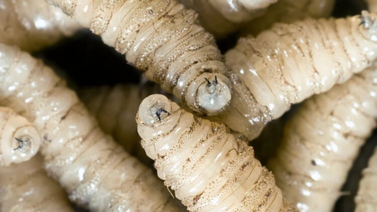 Health alert in the US—the deadly New World screwworm arrives with the first confirmed human case, putting livestock, pets, and even people in the southern part of the country at risk