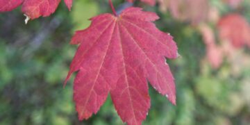 No panels, no turbines - these are solar leaves that mimic photosynthesis and convert moist air into clean hydrogen