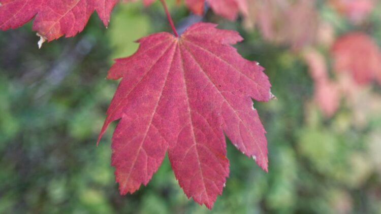 No panels, no turbines - these are solar leaves that mimic photosynthesis and convert moist air into clean hydrogen 1 No panels, no turbines - these are solar leaves that mimic photosynthesis and convert moist air into clean hydrogen