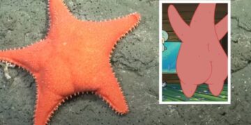 Confirmed—Strange starfish discovered in the Atlantic and its shape has scientists baffled
