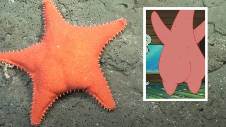 Confirmed—Strange starfish discovered in the Atlantic and its shape has scientists baffled 1 Confirmed—Strange starfish discovered in the Atlantic and its shape has scientists baffled
