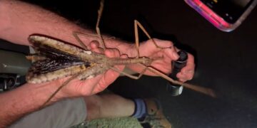 Acrophylla alta, Australia's heaviest insect, found in the rainforest canopy