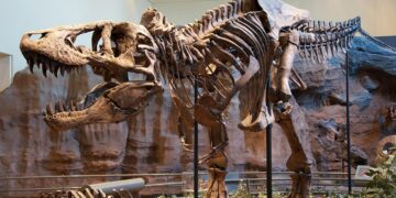 Nothing is as we thought—paleontologists find a species that forces us to rewrite the evolutionary history of Tyrannosaurus rex