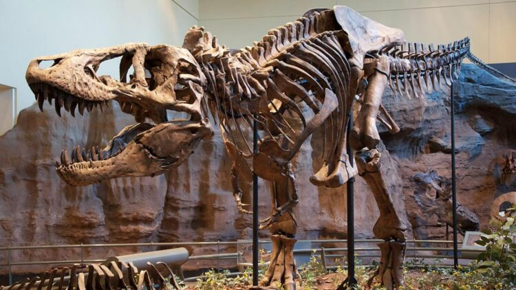 Nothing is as we thought—paleontologists find a species that forces us to rewrite the evolutionary history of Tyrannosaurus rex 1 Nothing is as we thought—paleontologists find a species that forces us to rewrite the evolutionary history of Tyrannosaurus rex