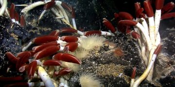 It's official - what turned up under that underwater rock is so colossal that it rewrites everything we knew about the ocean floor