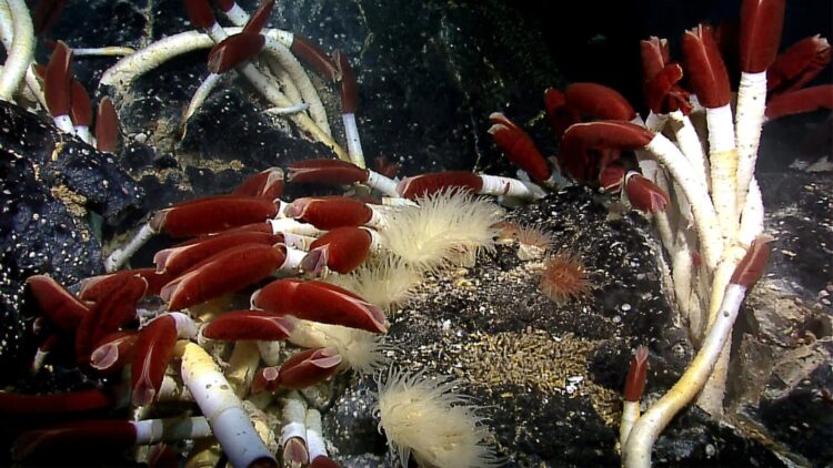 It's official - what turned up under that underwater rock is so colossal that it rewrites everything we knew about the ocean floor