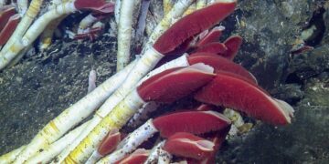 No sun, no food - these bizarre 50 cm giant worms live in total darkness eating only chemicals