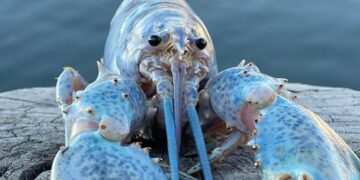 Scientists find “Neptune”, a strange animal whose electric blue color comes from a genetic mutation that happens only once every 2 million years