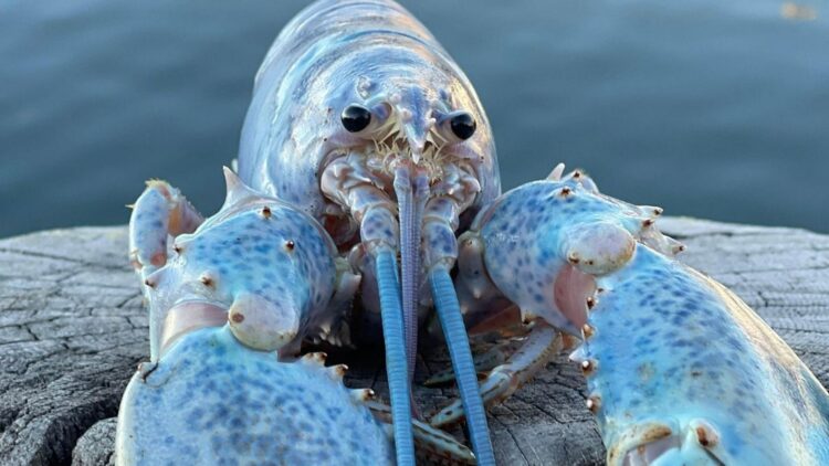 Scientists find “Neptune”, a strange animal whose electric blue color comes from a genetic mutation that happens only once every 2 million years 1 Scientists find “Neptune”, a strange animal whose electric blue color comes from a genetic mutation that happens only once every 2 million years