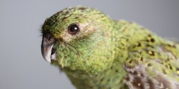 Australia's most mysterious bird reappears in the desert—the discovery that changes everything about the survival of the night parrot