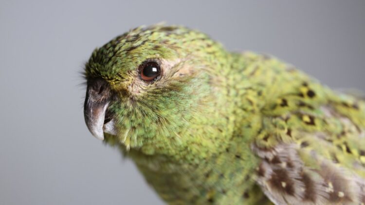 Australia's most mysterious bird reappears in the desert—the discovery that changes everything about the survival of the night parrot