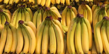 Neither in the sun nor in the fridge - This expert reveals the simple home trick to preserve our bananas so that they do not turn black before their time