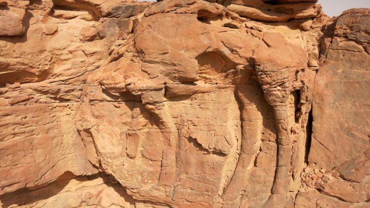 Goodbye to what we believed about ancient art—the camel engravings in Al-Jawf are older than Stonehenge and the pyramids of Egypt