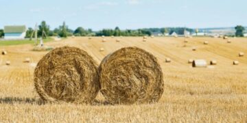 U.S. farmers warn that a key crop for agricultural economy and global food security is at risk