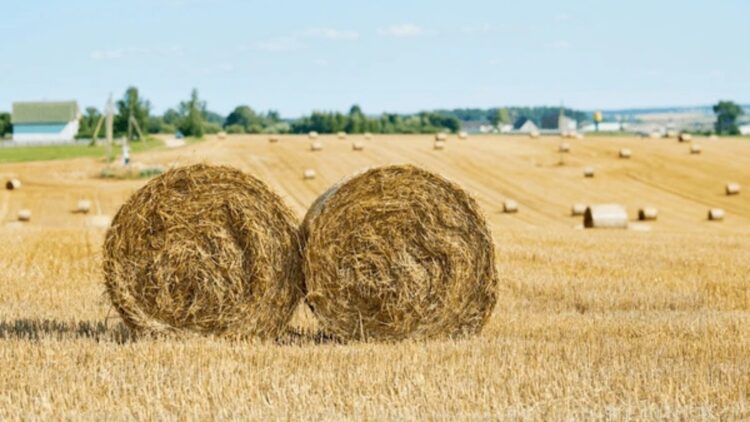 U.S. farmers warn that a key crop for agricultural economy and global food security is at risk 1 U.S. farmers warn that a key crop for agricultural economy and global food security is at risk