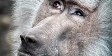 Jinghui Lei and Zijuan Xin, scientists - reverse aging in monkeys and open the door to eternal youth