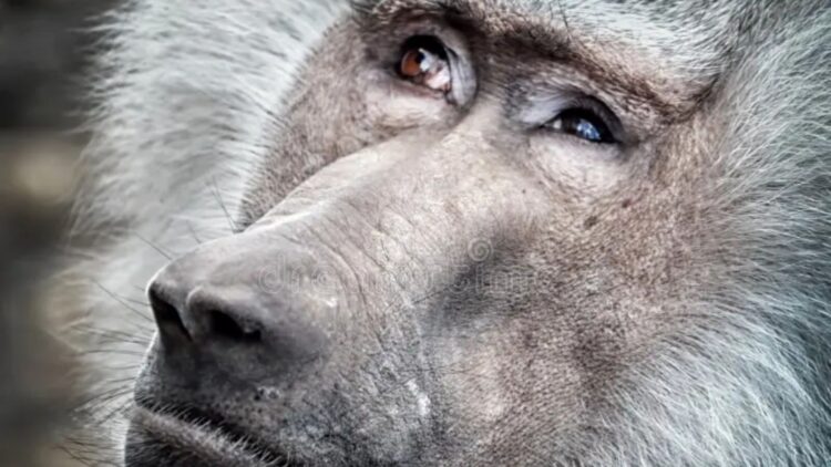 Jinghui Lei and Zijuan Xin, scientists - reverse aging in monkeys and open the door to eternal youth