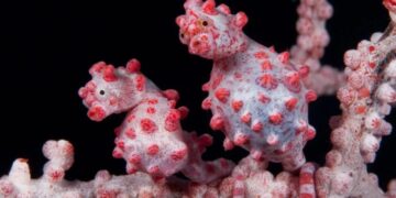 This seahorse became “invisible” by losing part of its DNA—the evolutionary key to the master of camouflage