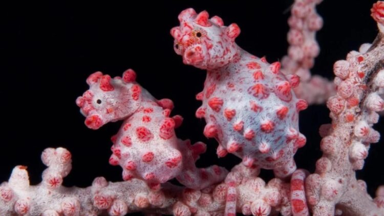 This seahorse became “invisible” by losing part of its DNA—the evolutionary key to the master of camouflage