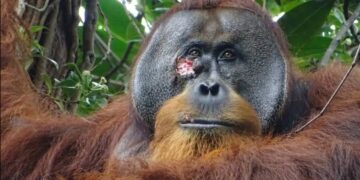 Rakus, the orangutan who defied science—after a brutal fight, he healed himself with a leaf treatment that humans also use for pain, revealing an unexpected link between species