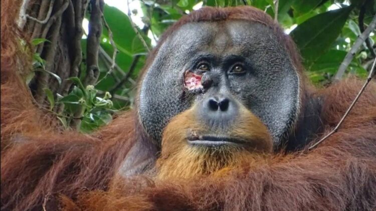 Rakus, the orangutan who defied science—after a brutal fight, he healed himself with a leaf treatment that humans also use for pain, revealing an unexpected link between species