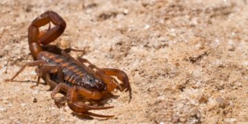 Scorpion season in Texas—an invasion inside homes forces a Frisco neighbor to sell her house—these are the places where they nest and how to protect yourself before winter