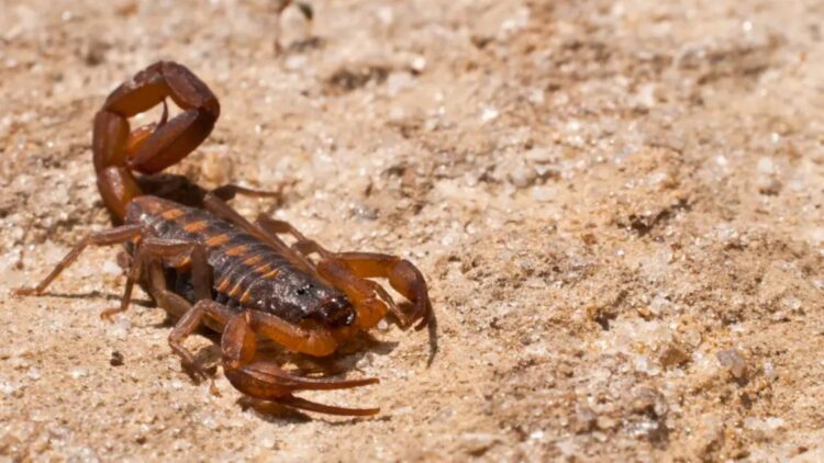 Scorpion season in Texas—an invasion inside homes forces a Frisco neighbor to sell her house—these are the places where they nest and how to protect yourself before winter