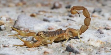 Goodbye to your peace of mind in Texas—scorpion season invades homes, and a Frisco neighbor had to sell her house because she couldn't stand it