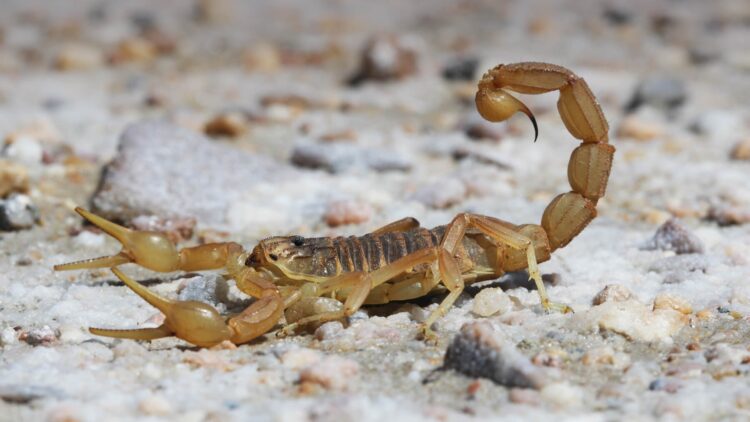 Goodbye to your peace of mind in Texas—scorpion season invades homes, and a Frisco neighbor had to sell her house because she couldn't stand it 1 Goodbye to your peace of mind in Texas—scorpion season invades homes, and a Frisco neighbor had to sell her house because she couldn't stand it