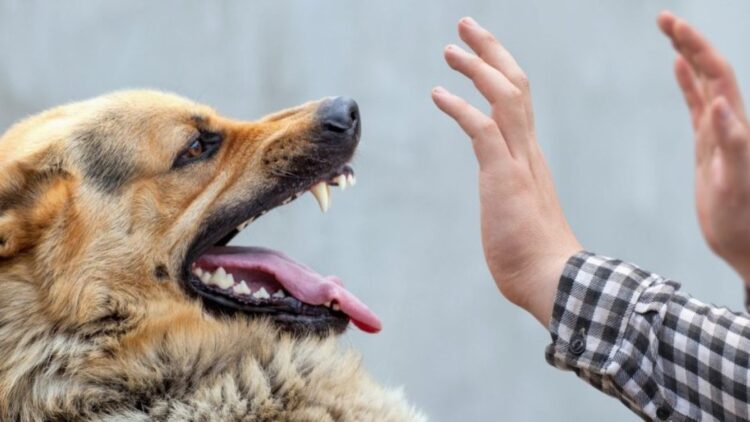 Dogs' “sixth sense” for detecting bad people—experts reveal the surprising truth behind their instinct and what their reaction really depends on