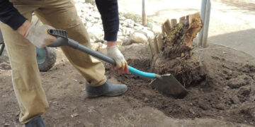 No more chemicals and expensive machines - here's an inexpensive way to remove a tree stump from your yard with just a shovel and patience