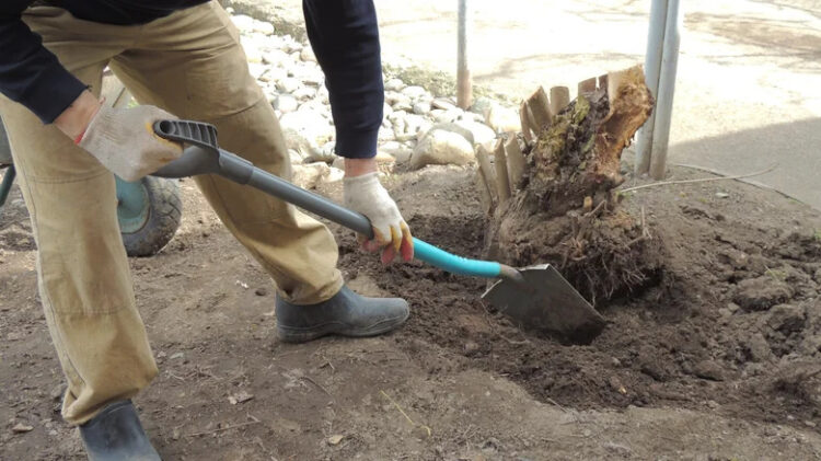No more chemicals and expensive machines - here's an inexpensive way to remove a tree stump from your yard with just a shovel and patience 1 No more chemicals and expensive machines - here's an inexpensive way to remove a tree stump from your yard with just a shovel and patience