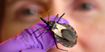 From mild fever to fatal heart failure—this is how Chagas disease progresses, a parasitic infection that is already worrying scientists in the US and which many carriers do not even know they have