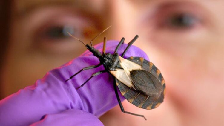 From mild fever to fatal heart failure—this is how Chagas disease progresses, a parasitic infection that is already worrying scientists in the US and which many carriers do not even know they have 1 From mild fever to fatal heart failure—this is how Chagas disease progresses, a parasitic infection that is already worrying scientists in the US and which many carriers do not even know they have