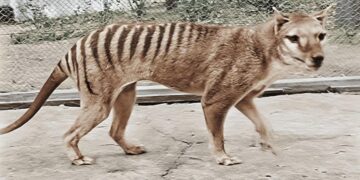 Scientists discover that the Tasmanian tiger was doomed millions of years before its extinction—its DNA hid the seeds of its demise long before human hunting