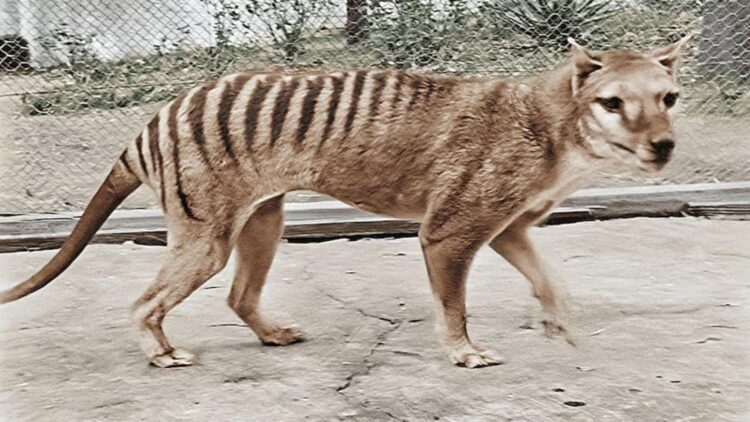 Scientists discover that the Tasmanian tiger was doomed millions of years before its extinction—its DNA hid the seeds of its demise long before human hunting