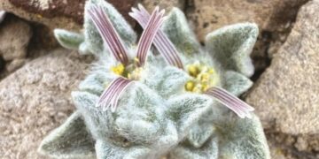 Goodbye to what you thought you knew about the Texas desert—discover the ‘Woolly Devil,’ a unique plant not seen in 50 years that changes what we knew about Big Bend