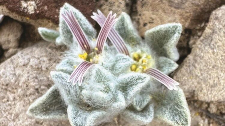 Goodbye to what you thought you knew about the Texas desert—discover the ‘Woolly Devil,’ a unique plant not seen in 50 years that changes what we knew about Big Bend