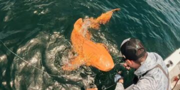 Garvin Watson, fisherman-“That orange shark that glowed in the sunlight was something out of the ordinary, we didn't know it would become a worldwide discovery”