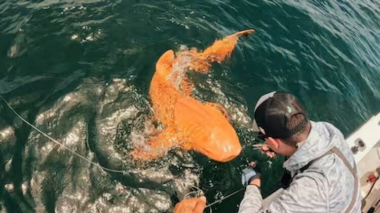 Garvin Watson, fisherman-“That orange shark that glowed in the sunlight was something out of the ordinary, we didn't know it would become a worldwide discovery”