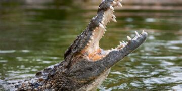 Confirmed by scientists - four-meter crocodile with impossible snout and lethal bite found in Egyptian desert