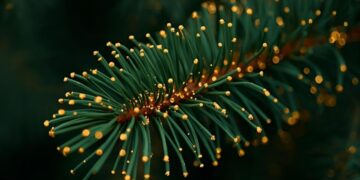 It's official - scientists discover that spruce needles in Finland contain gold nanoparticles formed by microbes